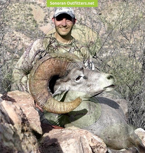 Bighorn sheep hunting Sonoran Outfitters