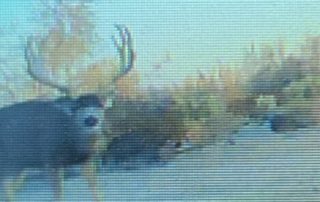 Hunting Camera Picture