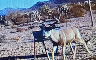Sonoran Desert Hunting Deer