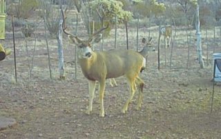 deer trail hunting